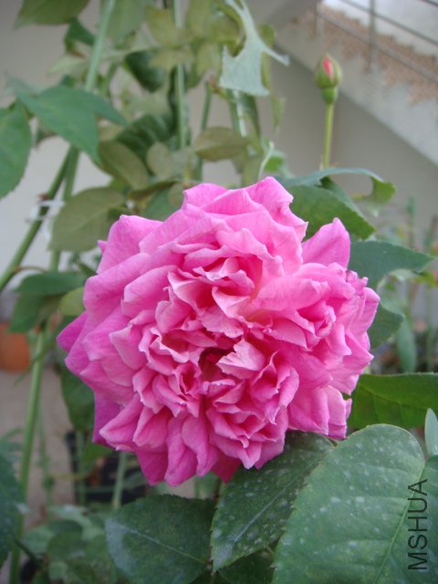 DSC04295.JPG