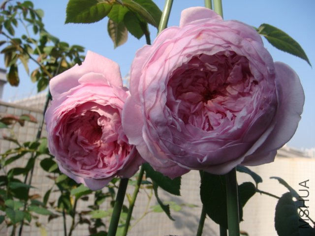 DSC04214.JPG