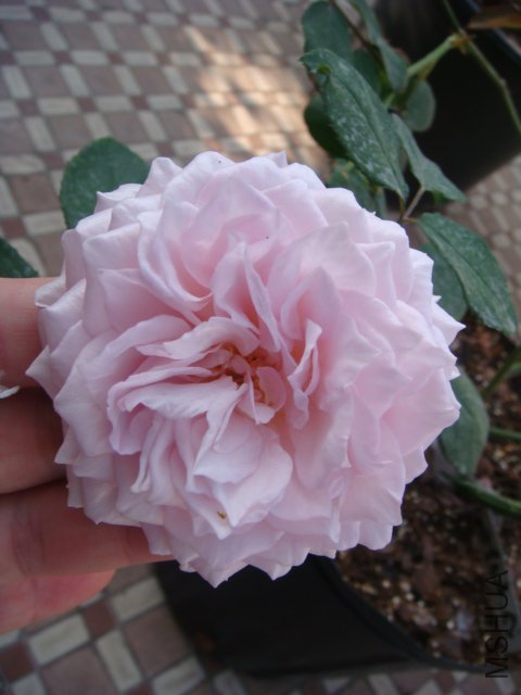DSC04228.JPG