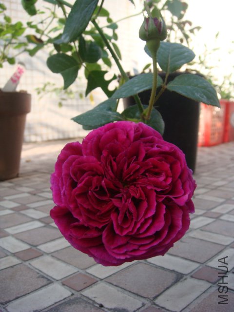DSC04224.JPG