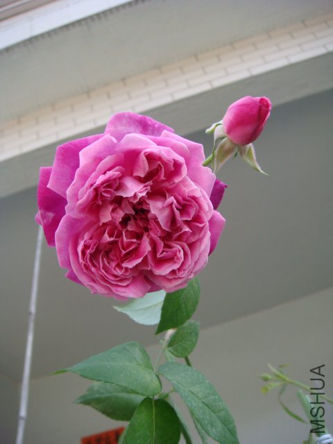 DSC04296.JPG