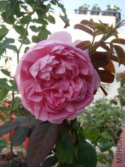 DSC04303.JPG