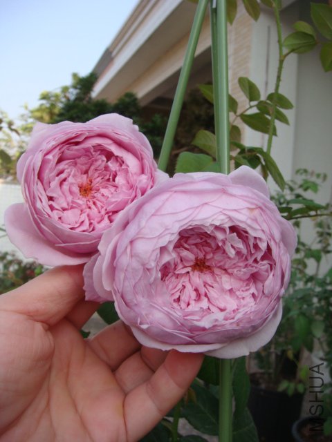 DSC04218.JPG