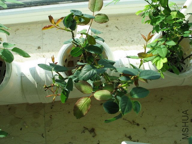 IMG_0034.jpg