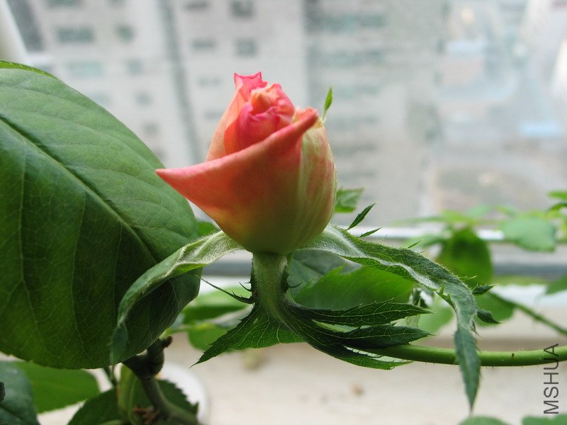 IMG_0039.jpg