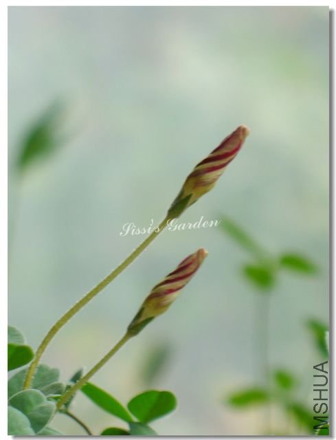 nEO_IMG_101116 007.jpg