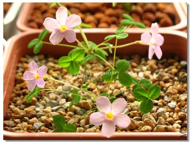 nEO_IMG_101116 031.jpg