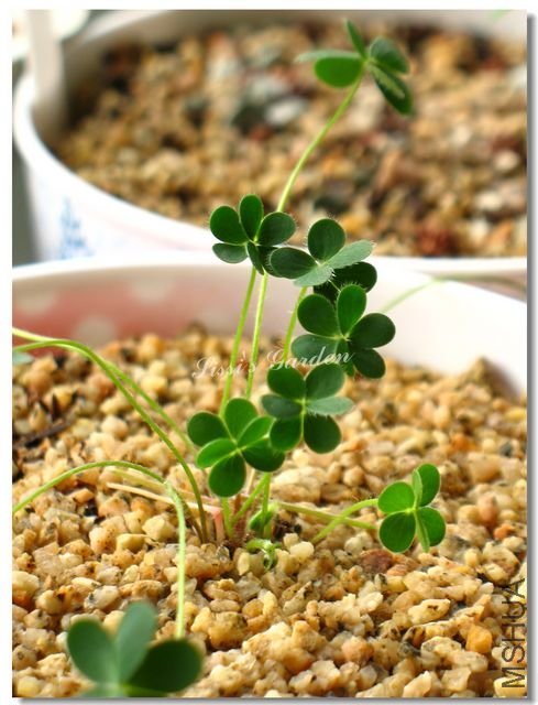 nEO_IMG_101116 028.jpg