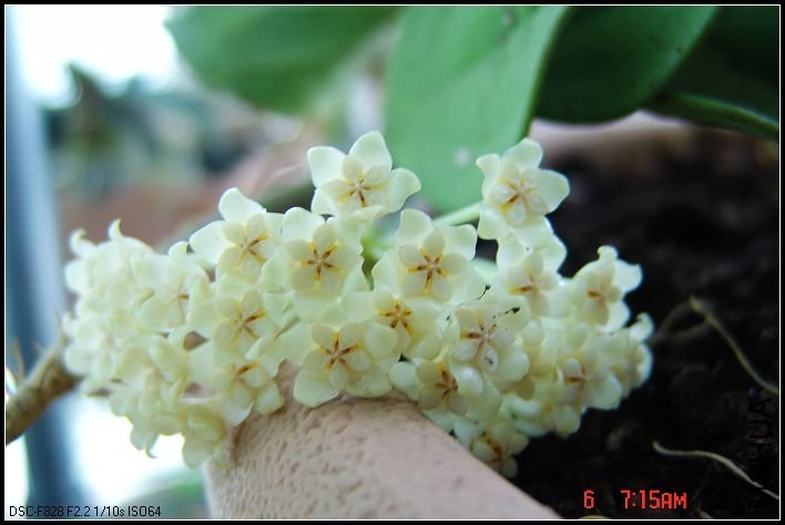 DSC03951_nEO_IMG.jpg