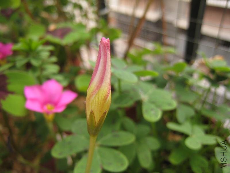 IMG_2208.JPG