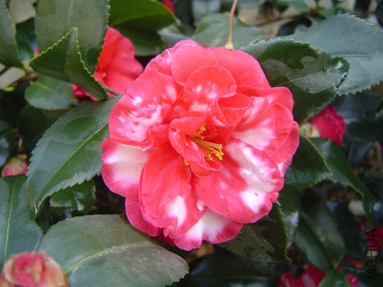 ��÷���� (1).jpg