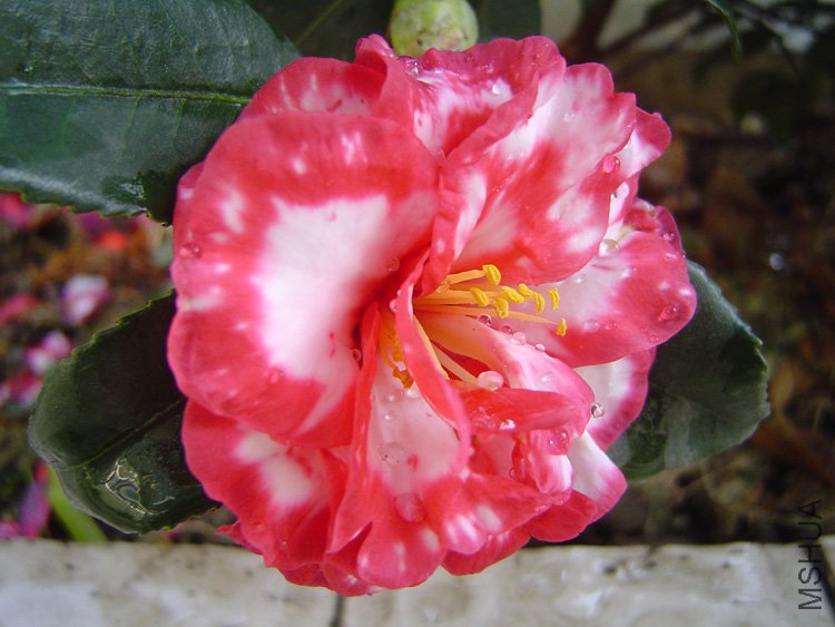 ��÷���� (2).jpg