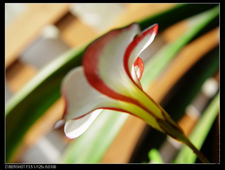 nEO_IMG_DSC06754.jpg