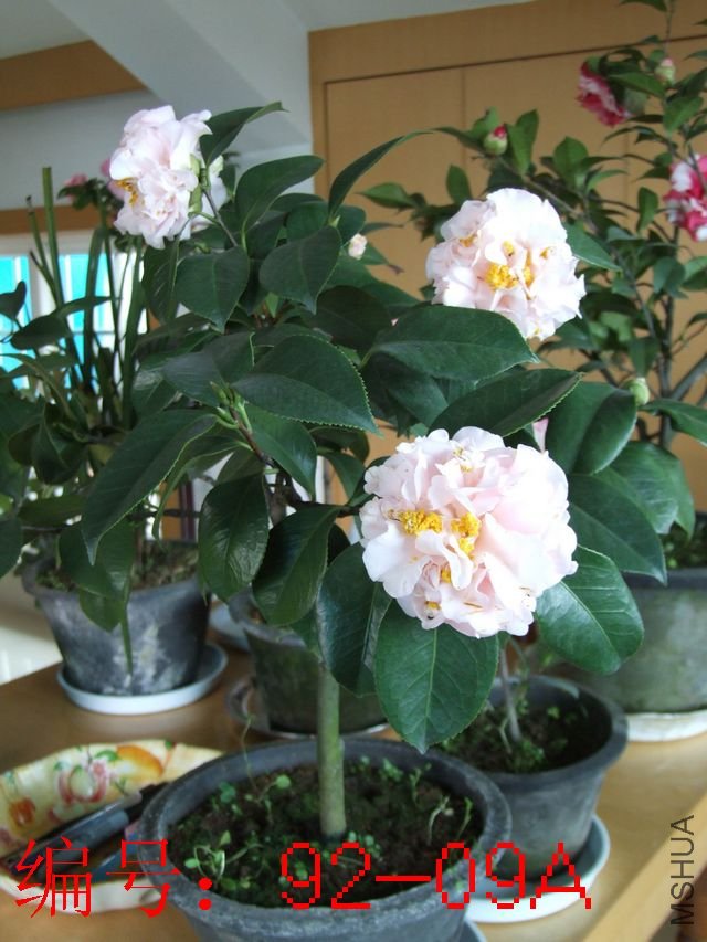 DSCF2812.JPG