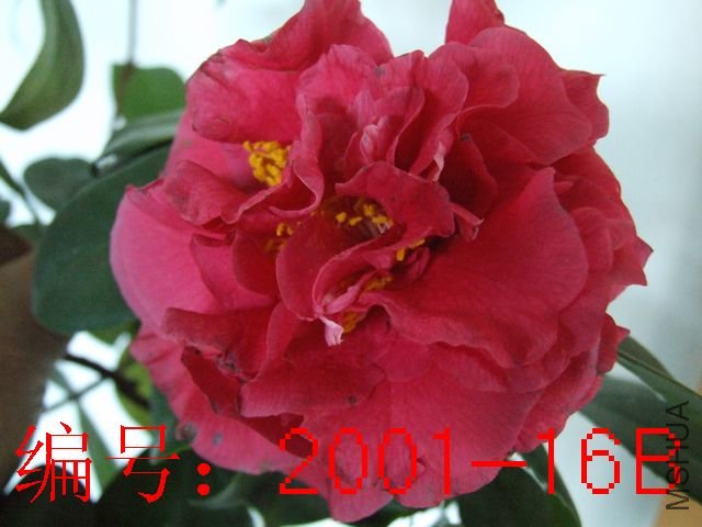 DSCF4220.JPG