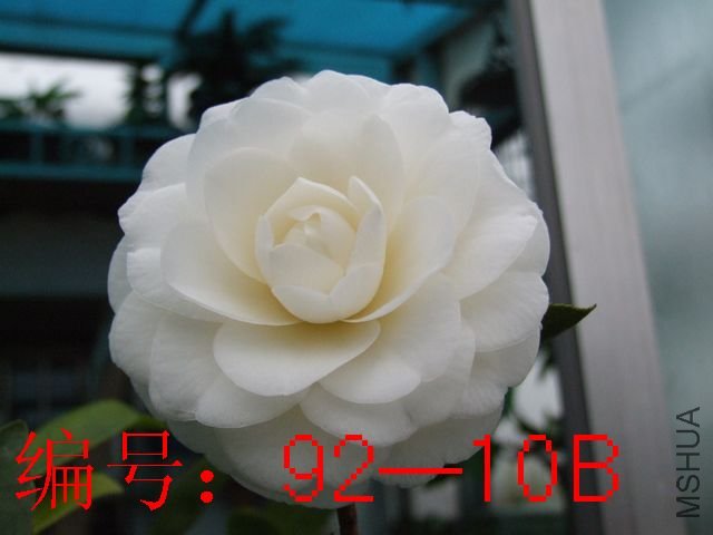 DSCF6433.JPG