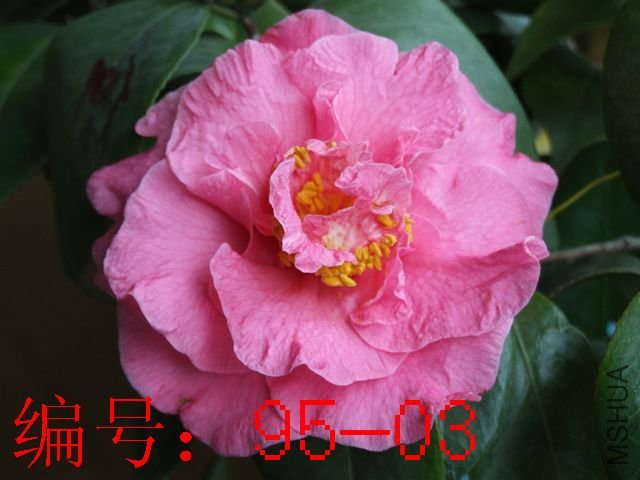 DSCF7636.JPG