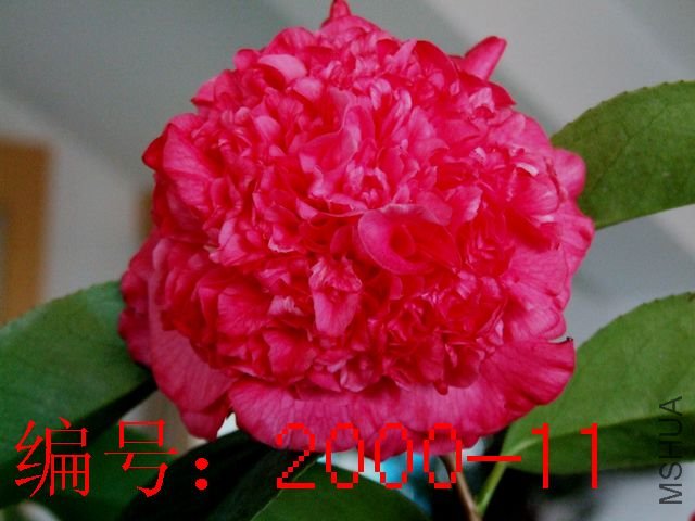 DSCF2599.JPG