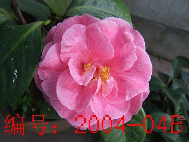 DSCF7655.JPG