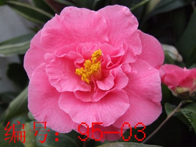 DSCF2398.JPG