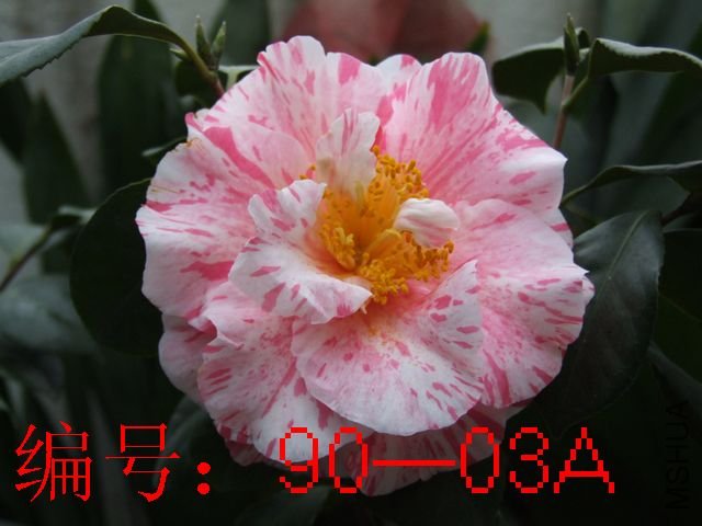 DSCF8372.JPG
