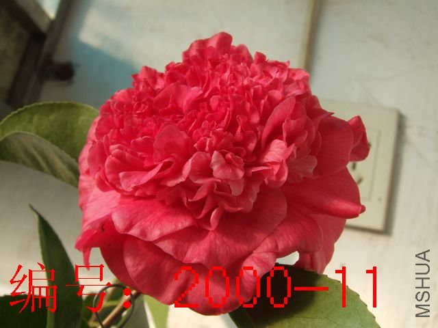 DSCF2545.JPG