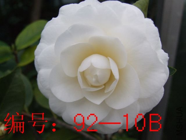 DSCF6442.JPG