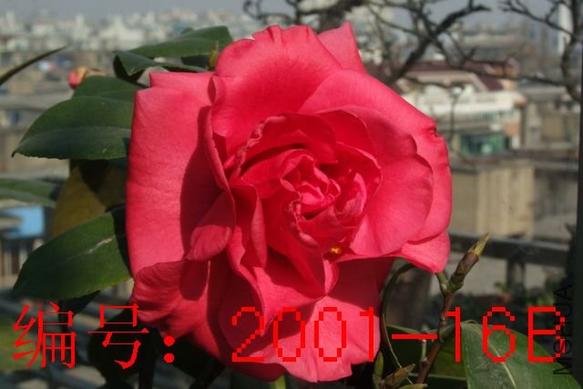 DSCF2204.JPG