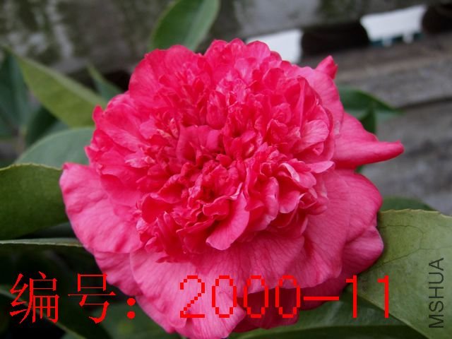 DSCF2384.JPG