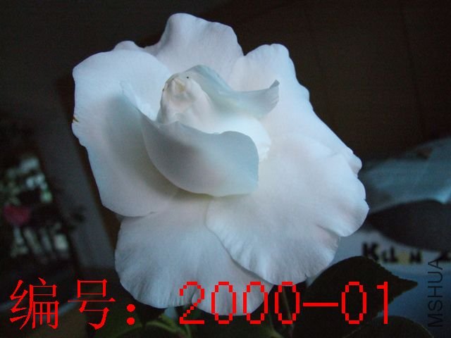 DSCF8573.JPG