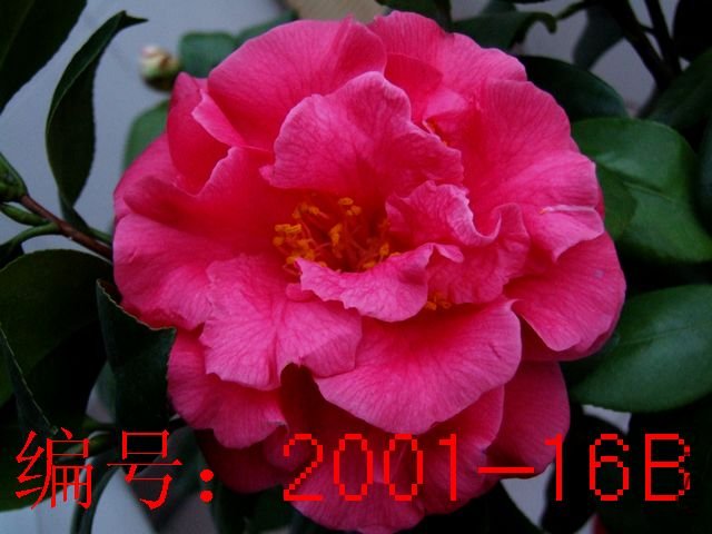 DSCF6663.JPG