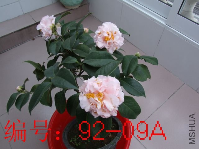 DSCF2889.JPG