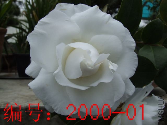 DSCF8667.JPG