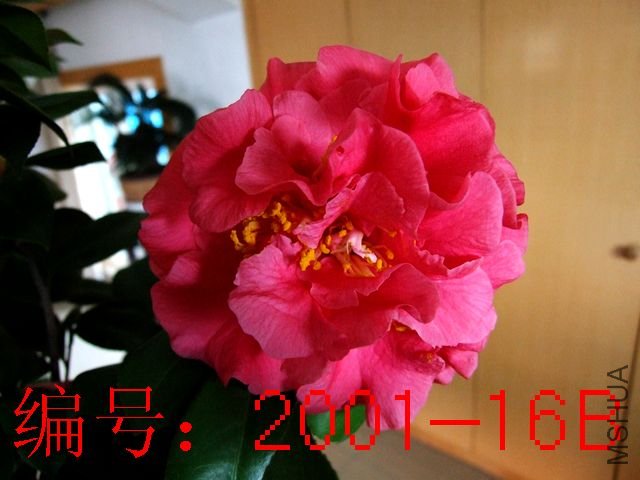 DSCF6933.JPG