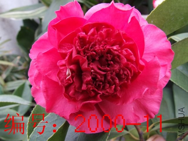 DSCF2366.JPG