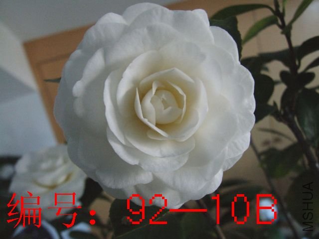 DSCF7250.jpg