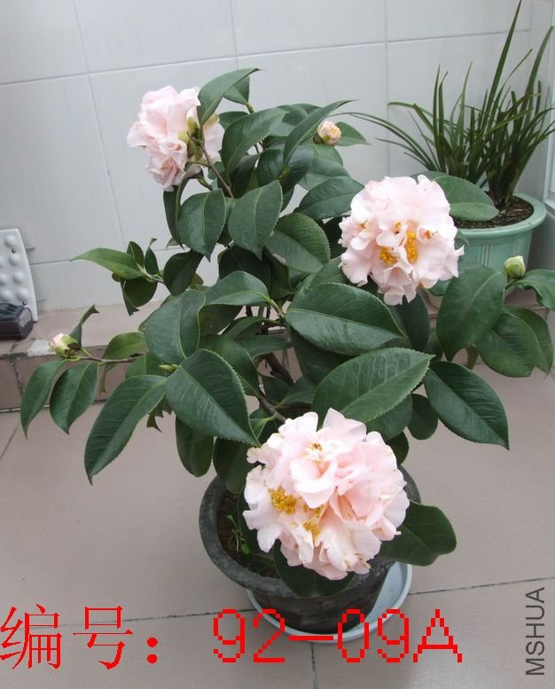 DSCF2917.JPG