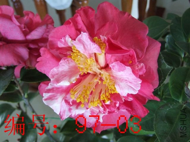 DSCF6295.JPG