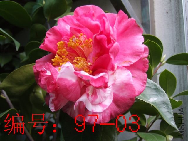 DSCF1929.JPG