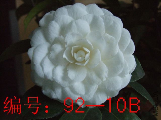 DSCF3203.JPG