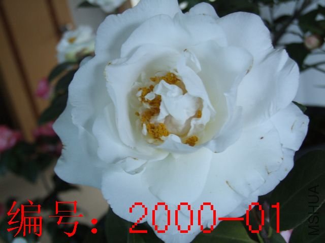 DSCF8685.JPG
