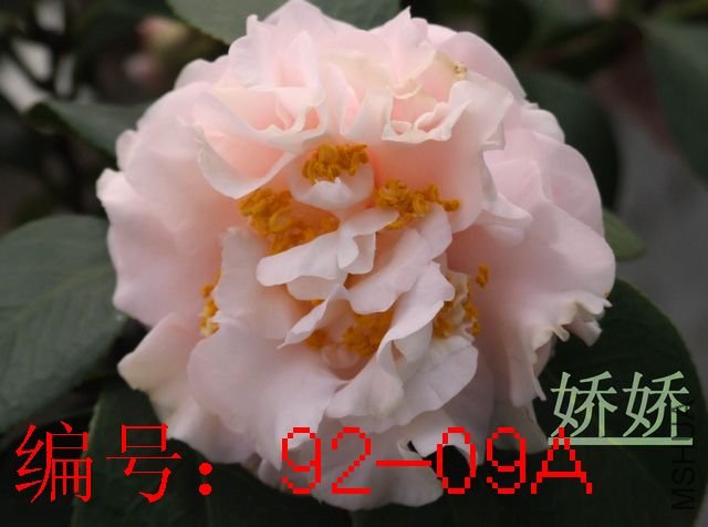 DSCF2621.JPG
