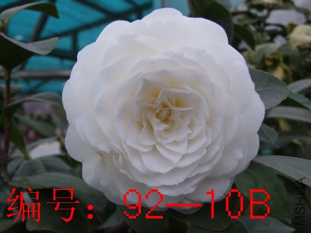 DSCF9624.JPG