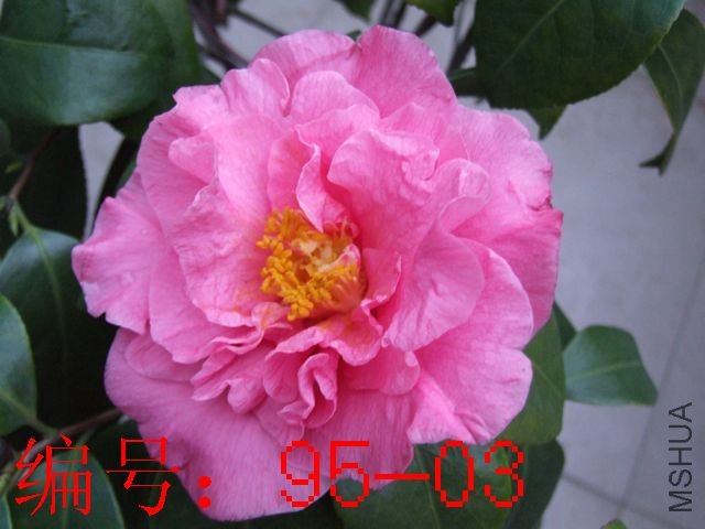 DSCF5984.JPG