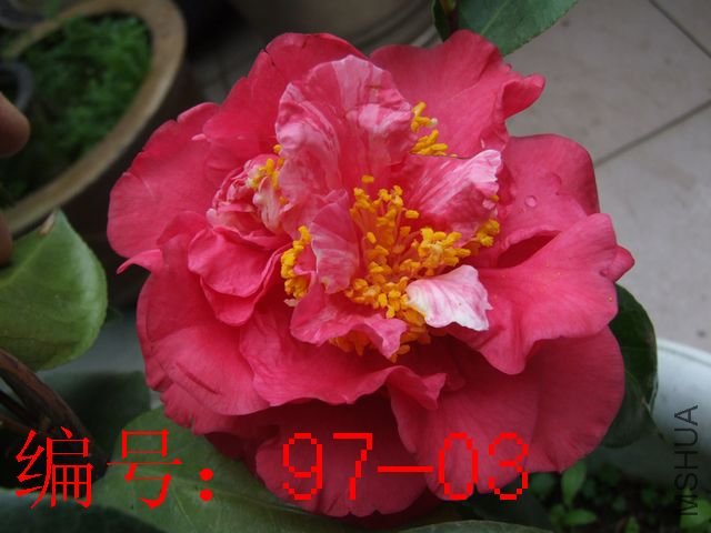 DSCF8892.JPG