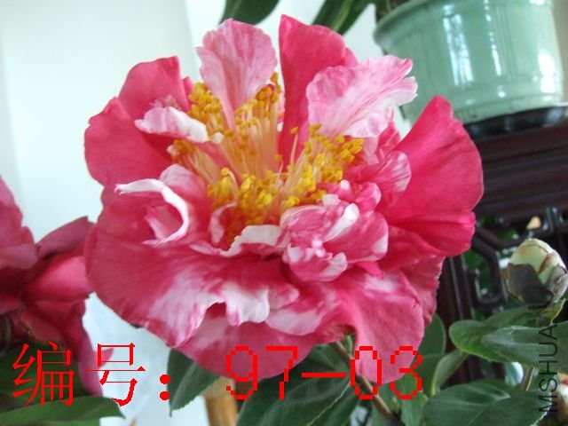 DSCF6298.JPG