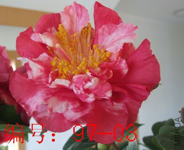 DSCF6281.JPG