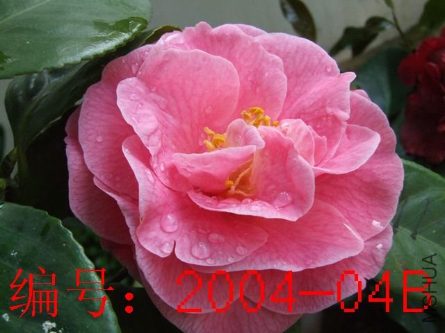 DSCF7600.JPG