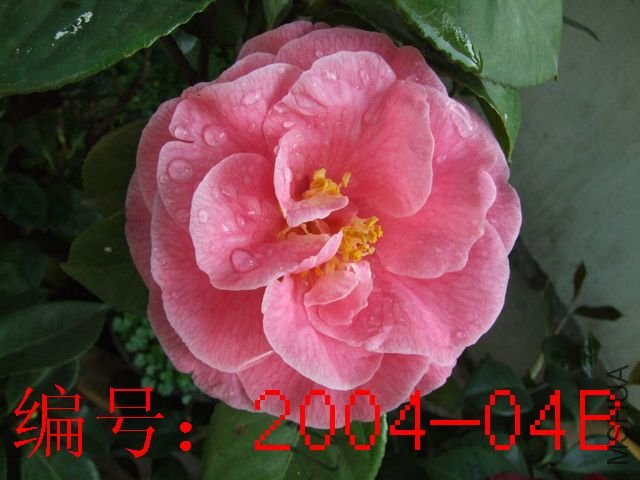 DSCF7588.JPG