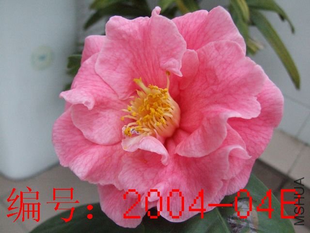 DSCF7094.JPG